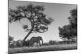 Photographic Print