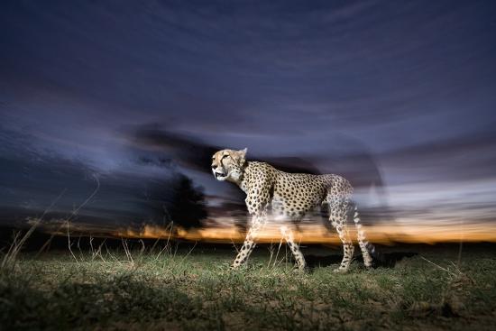 Photographic Print, , large