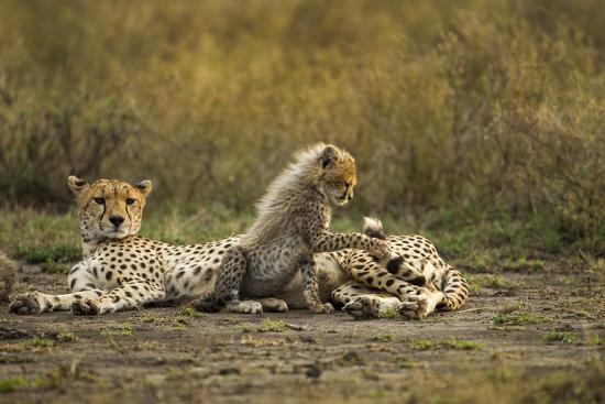 Photographic Print, , large