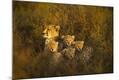 Photographic Print