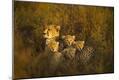 Photographic Print