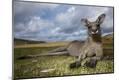 Photographic Print