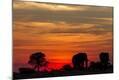 Photographic Print
