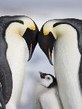 Emperor Penguin Chicks in Antarctica-Paul Souders-Photographic Print