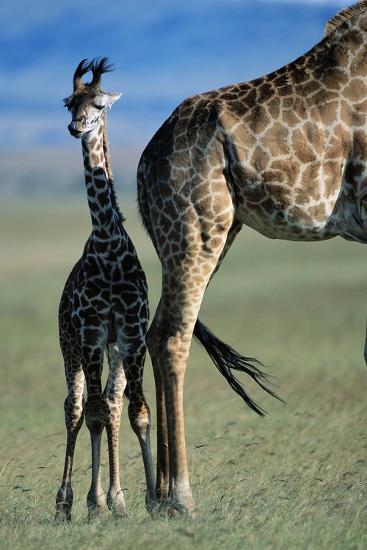 Photographic Print, , large
