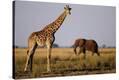 Stretched Canvas Print