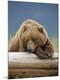 Photographic Print