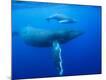 Premium Photographic Print
