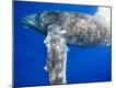 Premium Photographic Print