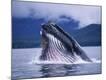 Premium Photographic Print