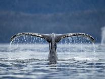 Humpback Whale Tail While Diving in Frederick Sound, Tongass National Forest, Alaska, Usa-Paul Souders-Photographic Print