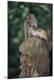 Premium Photographic Print