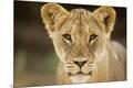 Photographic Print