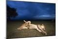 Photographic Print