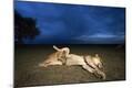 Photographic Print