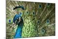Premium Photographic Print