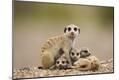 Photographic Print