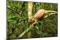 Photographic Print