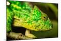 Photographic Print