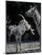 Photographic Print
