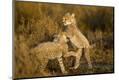Photographic Print