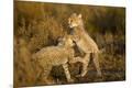 Photographic Print