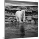 Photographic Print