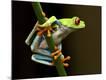 Premium Photographic Print