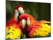 Premium Photographic Print