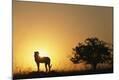 Photographic Print