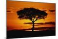 Photographic Print