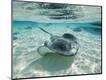 Photographic Print