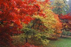 Washington Park Arboretum, Autumn Trees, Seattle, Washington, USA-Paul Souders-Photographic Print