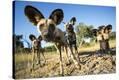 Stretched Canvas Print