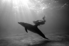 A Black and White Image of a Bottlenose Dolphin and Snorkeller Interacting Contre-Jour-Paul Springett-Photographic Print
