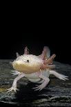 Lepidobatrachus Laevis (Budgett's Frog, Escuerzo De Agua)-Paul Starosta-Photographic Print