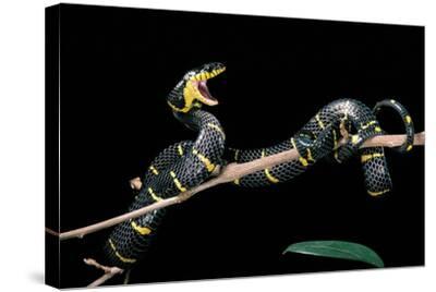 Boiga Dendrophila Melanota (Mangrove Snake) Premium Photographic Print -  Paul Starosta | Art.com
