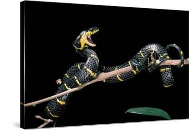 Boiga Dendrophila Melanota (Mangrove Snake) Premium Photographic Print -  Paul Starosta | Art.com
