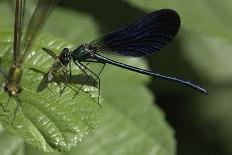 Calopteryx Virgo (Beautiful Demoiselle) - Devouring a Fly-Paul Starosta-Photographic Print