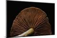 Premium Photographic Print