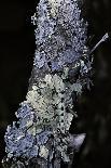 Pleurotus Ostreatus (Oyster Mushroom, Mock Oyster, Oyster Cap)-Paul Starosta-Photographic Print