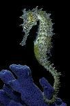 Hippocampus Kuda (Common Seahorse, Estuary Seahorse, Yellow Seahorse, Spotted Seahorse)-Paul Starosta-Photographic Print