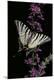 Premium Photographic Print