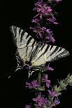 Bitis Gabonica (Gaboon Viper)-Paul Starosta-Photographic Print