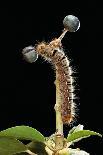 Lepista Nuda (Wood Blewit, Blue Stalk Mushroom)-Paul Starosta-Photographic Print