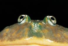 Lepidobatrachus Laevis (Budgett's Frog, Escuerzo De Agua)-Paul Starosta-Photographic Print