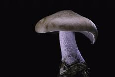 Lepista Nuda (Wood Blewit, Blue Stalk Mushroom)-Paul Starosta-Photographic Print