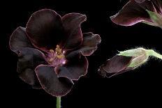 Pelargonium X Hortorum 'Dolly Vardon' (Common Geranium, Garden Geranium, Zonal Geranium)-Paul Starosta-Photographic Print