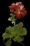 Pelargonium X Hortorum 'Corinne' (Common Geranium, Garden Geranium, Zonal Geranium)-Paul Starosta-Photographic Print