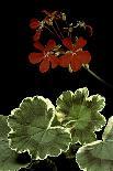 Iphiclides Podalirius (Scarce Swallowtail, Pear-Tree Swallowtail)-Paul Starosta-Photographic Print